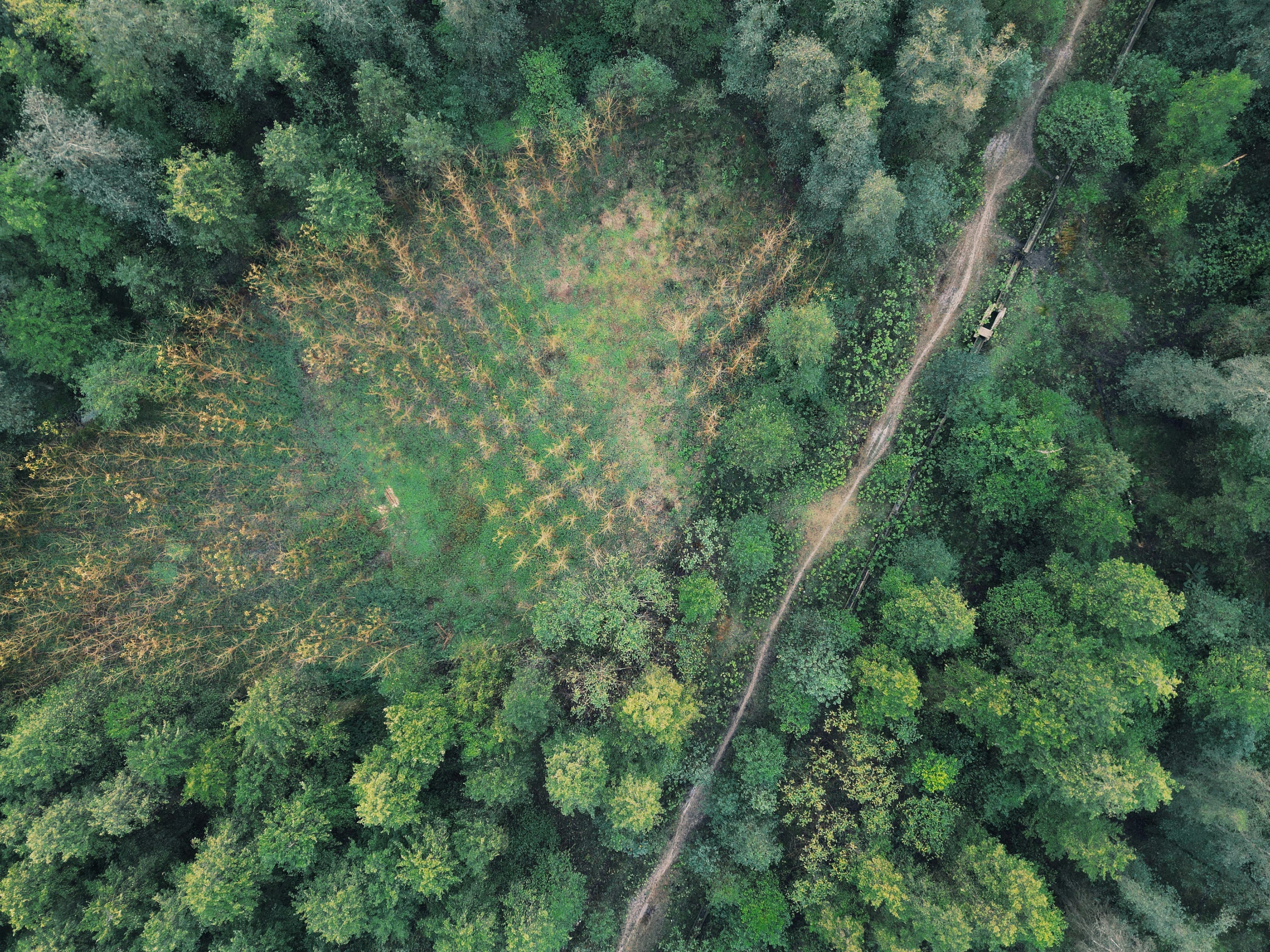 Drone forest mapping