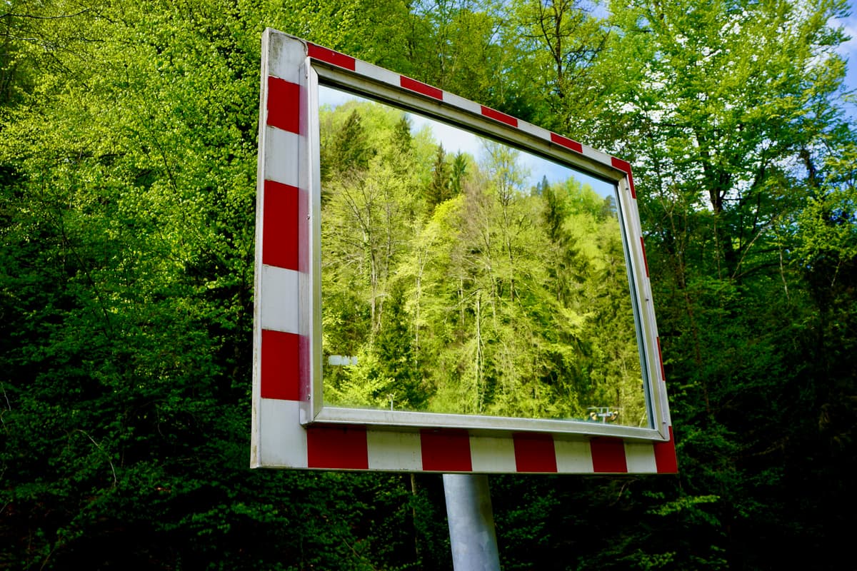 Vista aérea de bosque